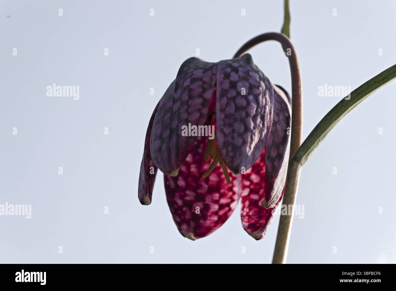 Schlange den Kopf Fritillary (Fritillaria Meleagris) Stockfoto