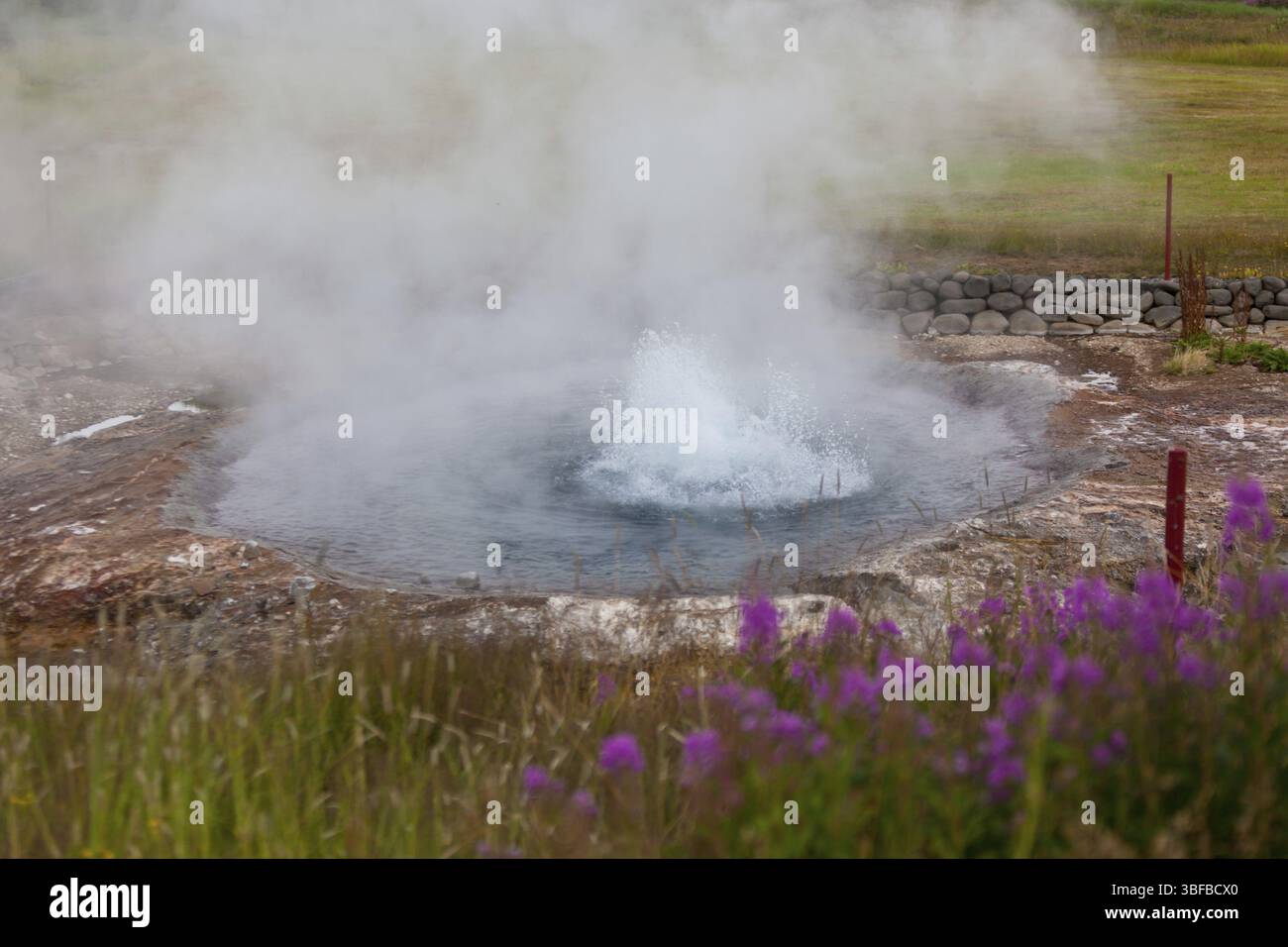 Geothermie-Frühling auf eine blühende Blumenwiese in Island Stockfoto