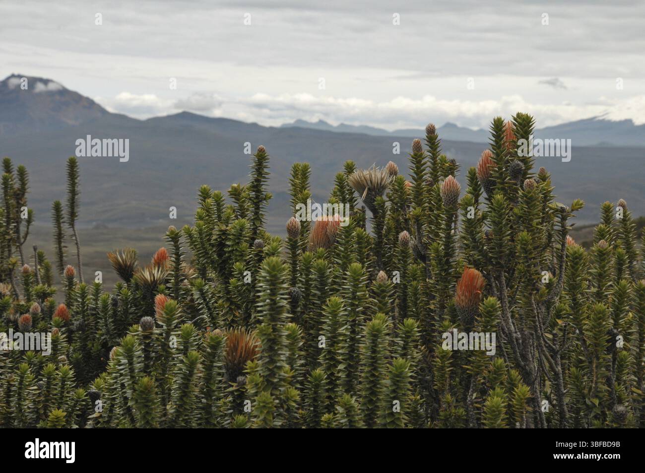 Blume des Andenkletters (Chuquiraga jussieui) Stockfoto