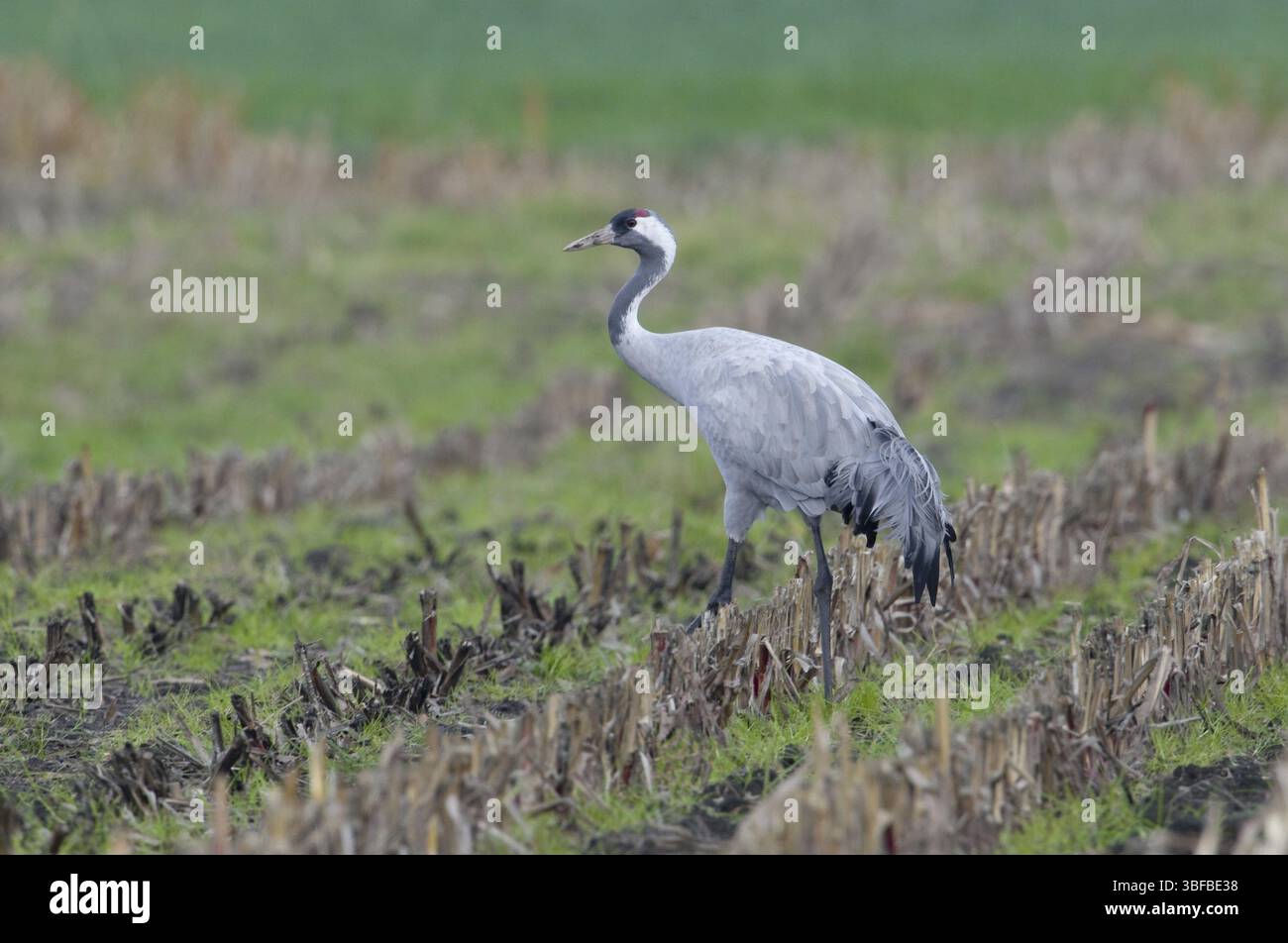 Eurasischer Kran (Grus grus) Stockfoto