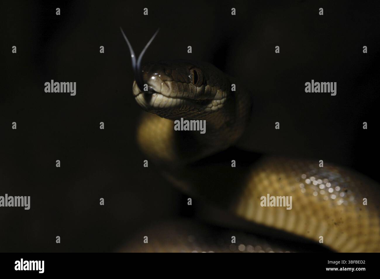 Australische Wasserpython (Liasis fuscus) Stockfoto
