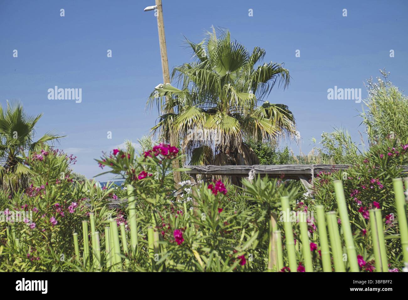 Eine große Palme in einem Garten in der Stadt Stockfoto