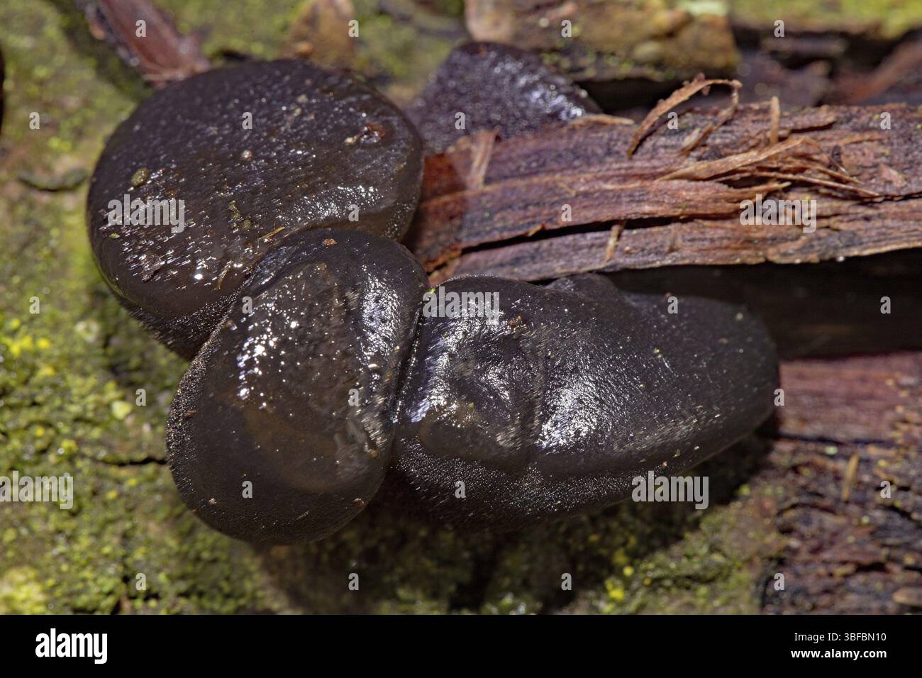 Schwarze Hexenbutter (Exidia glandulosa) Stockfoto