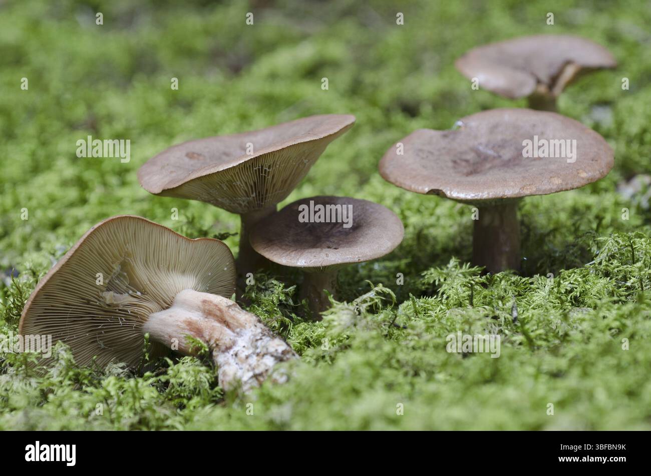 Lactarius rufus (Lactarius rufus) Stockfoto