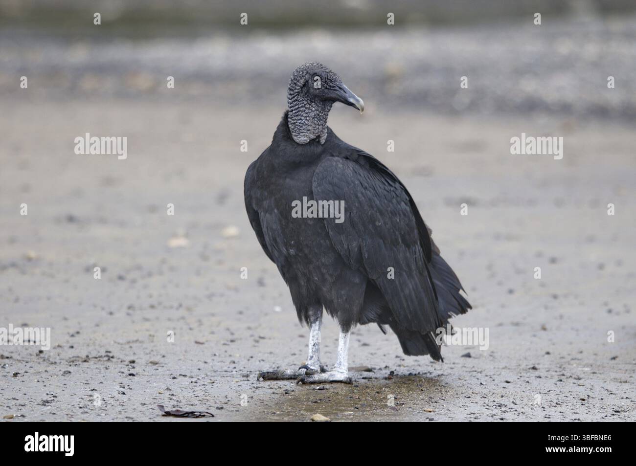 Rabengeier (Coragyps atratus) Stockfoto