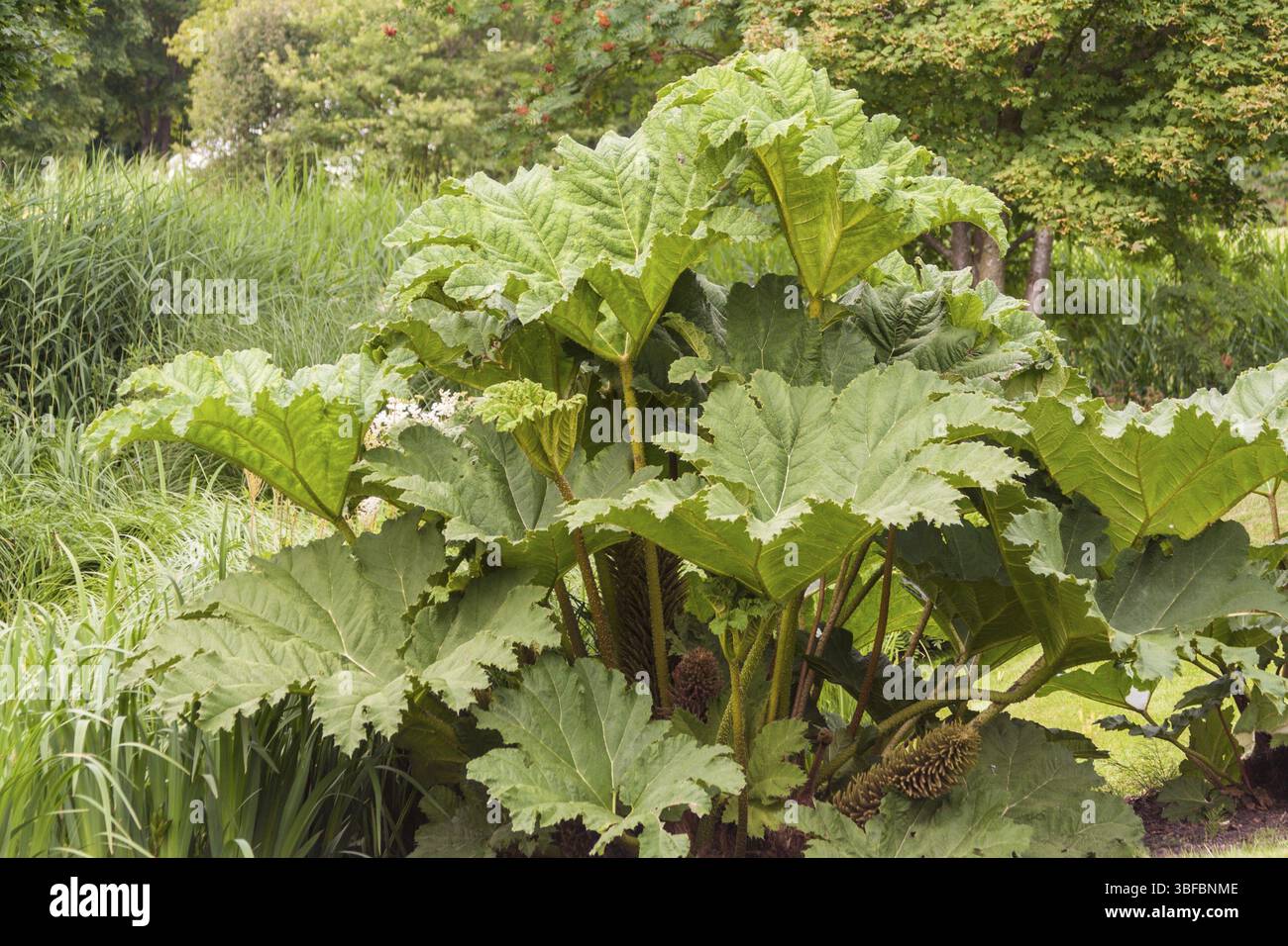 Gunnera manicata, syn. Gunnera brasiliensis GUNNERA (Gunnera manicata) Stockfoto