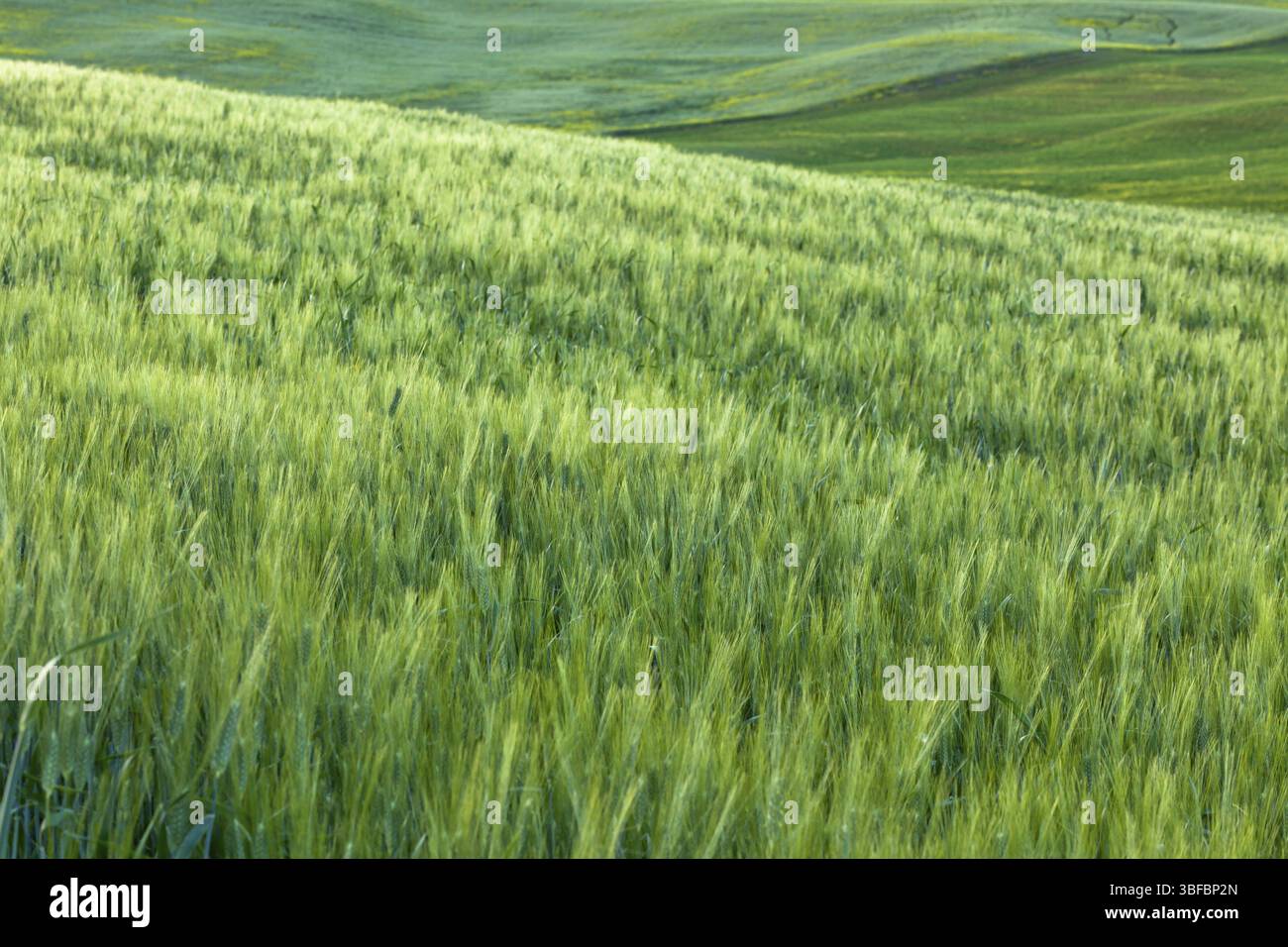 Endlose grüne Pflanzen Feld Landschaft Hintergrund. Horizontalen Schuss Stockfoto