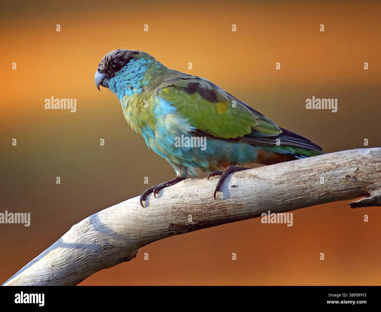 Colette-Konure (Psephotus dissimilis) Stockfoto