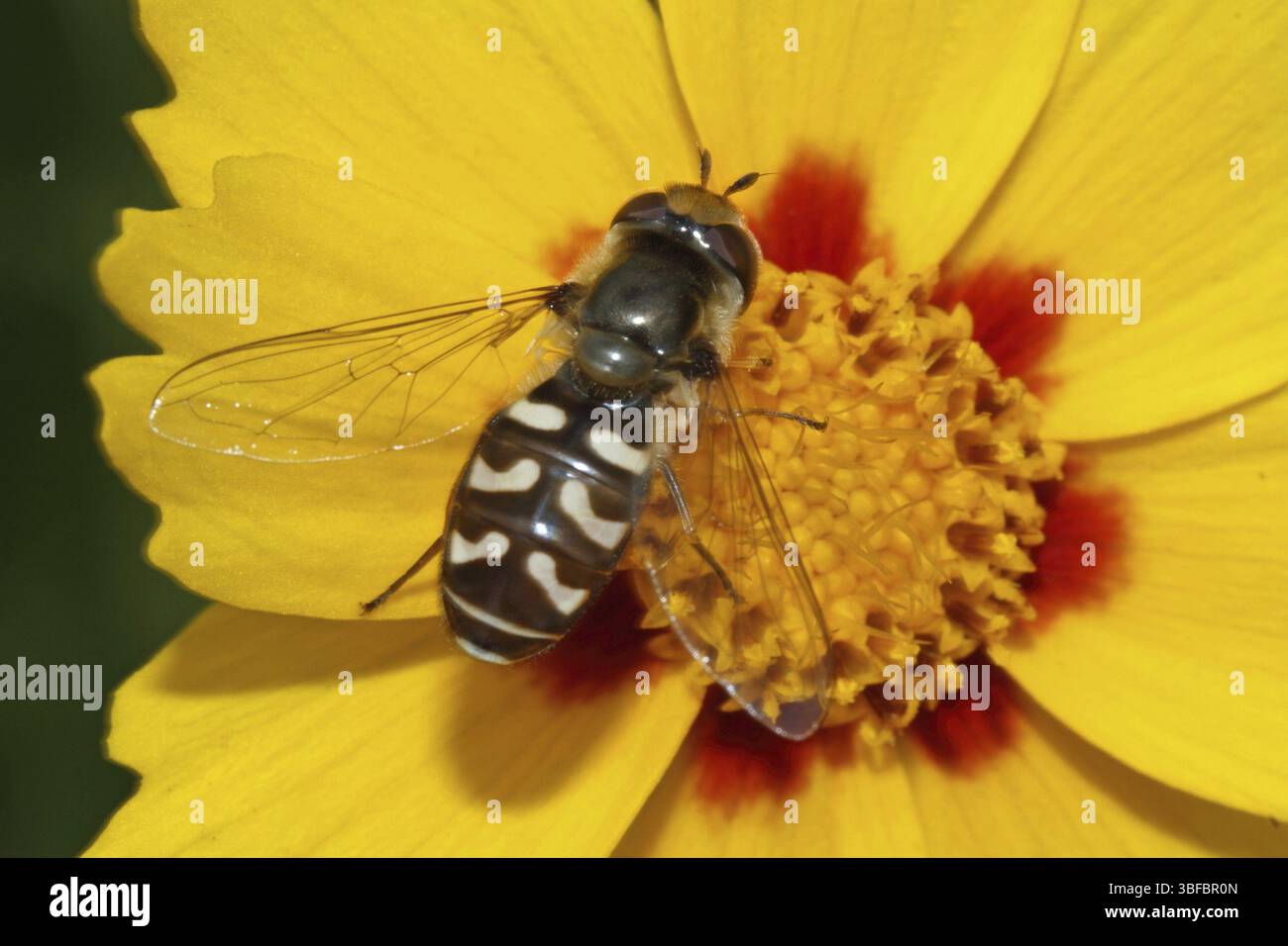 Scaeva pyrastri (Scaeva pyrastri) Stockfoto