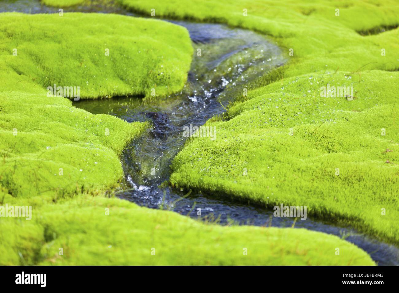 Island kleinen Baches mit grünem Moos. Horizontale Schuß Stockfoto