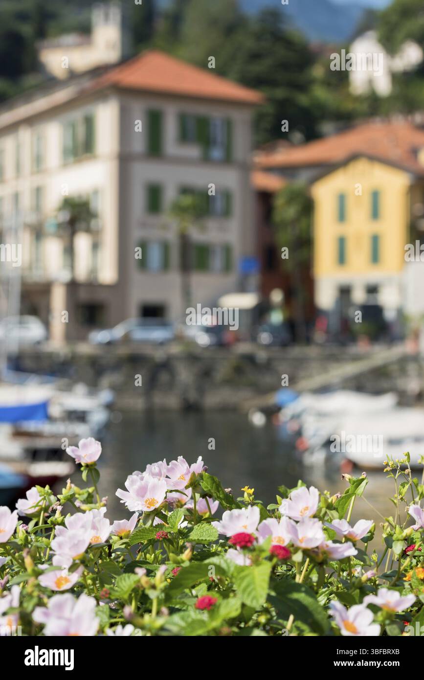 Malerische Aussicht von einem italienischen Dorf am Comer See mit schönen Blumen im Vordergrund Stockfoto
