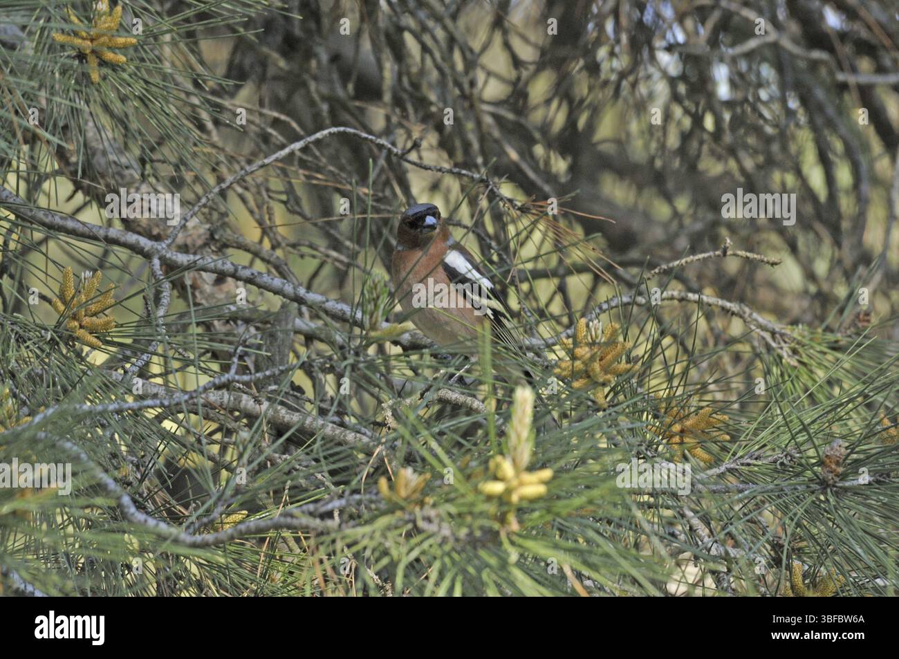 Buchfinken (Fringilla Coelebs) Stockfoto