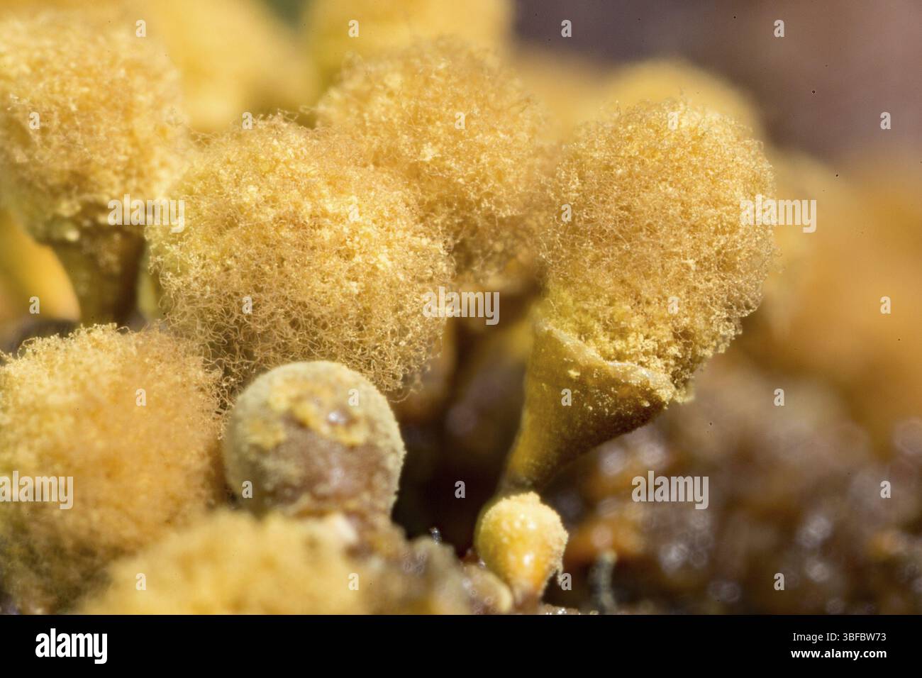 Gelbes Pseudohaarspray (Hemitrichia clavata) Stockfoto