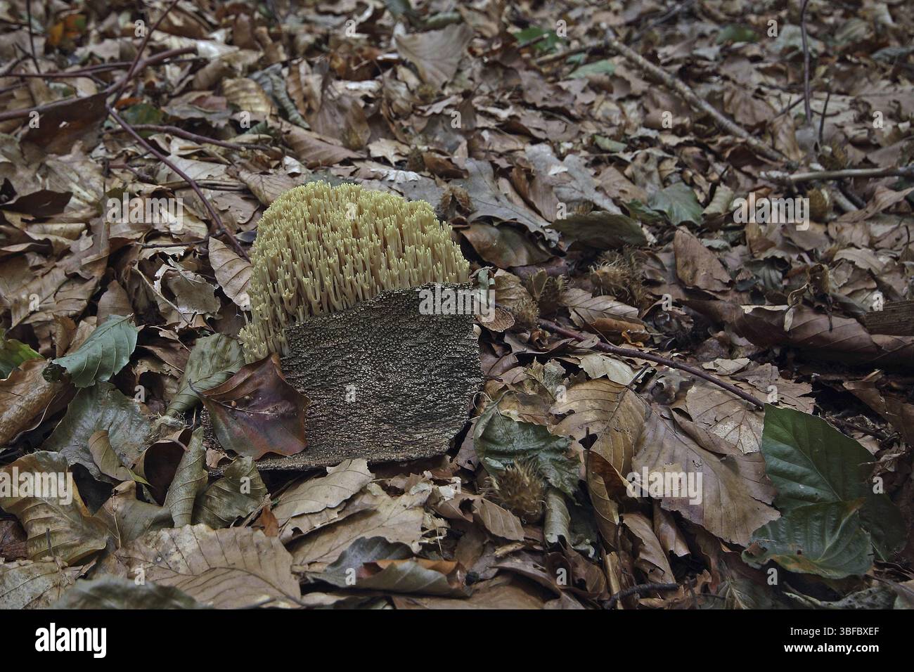 Steife Korallen (Ramaria stricte) Stockfoto
