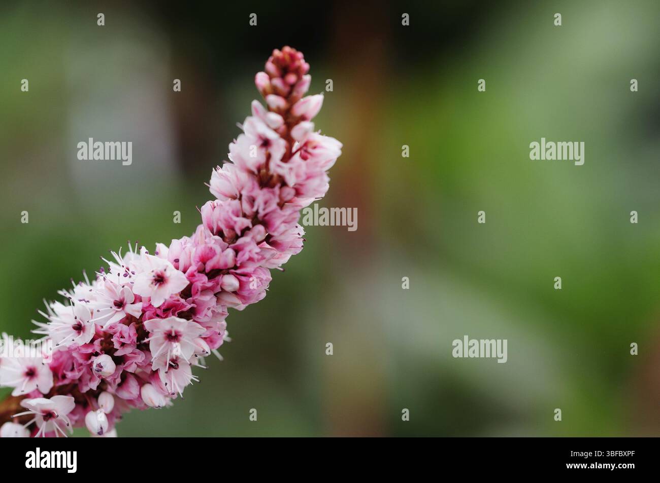 Cheatgrass (Bistorta affinis) Stockfoto