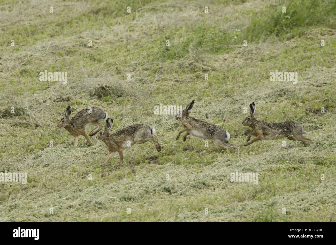 Europäischer Hase, Rasse (Lepus europaeus) Stockfoto