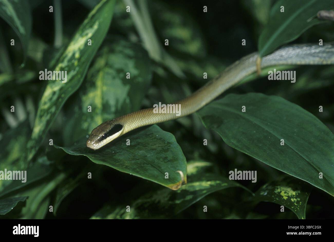 Wunderschöne Schlange (Elaphe taeniura) Stockfoto