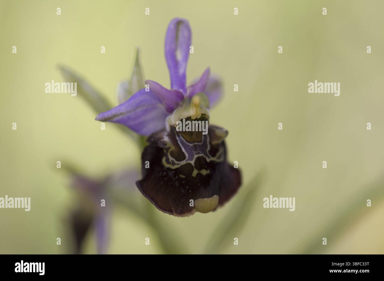 Hummel – Ragkraut (Ophrys holoserica) Stockfoto