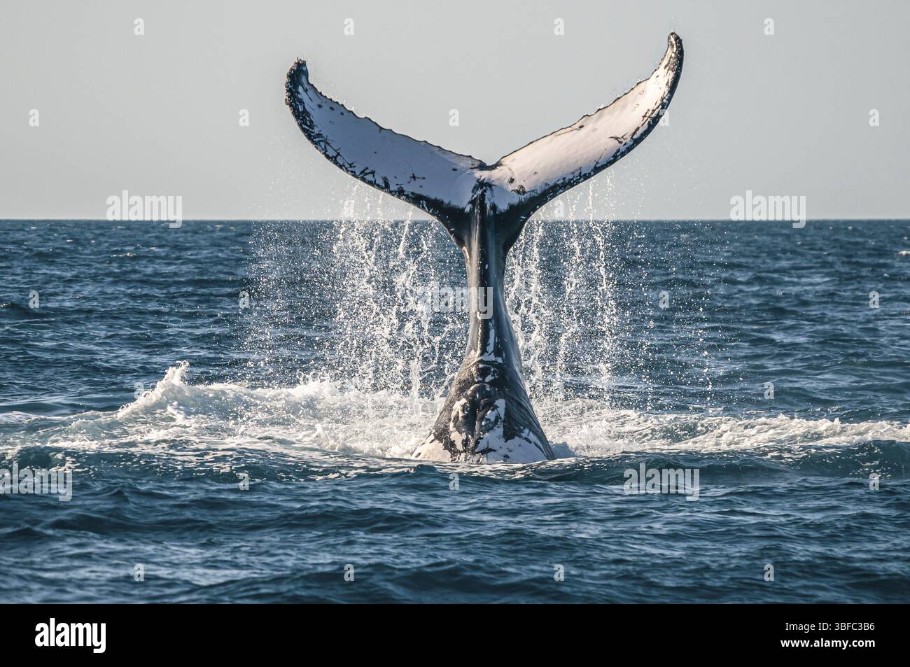 Buckelwal bei einem Tauchgang (Megaptera novaeangliae) Stockfoto