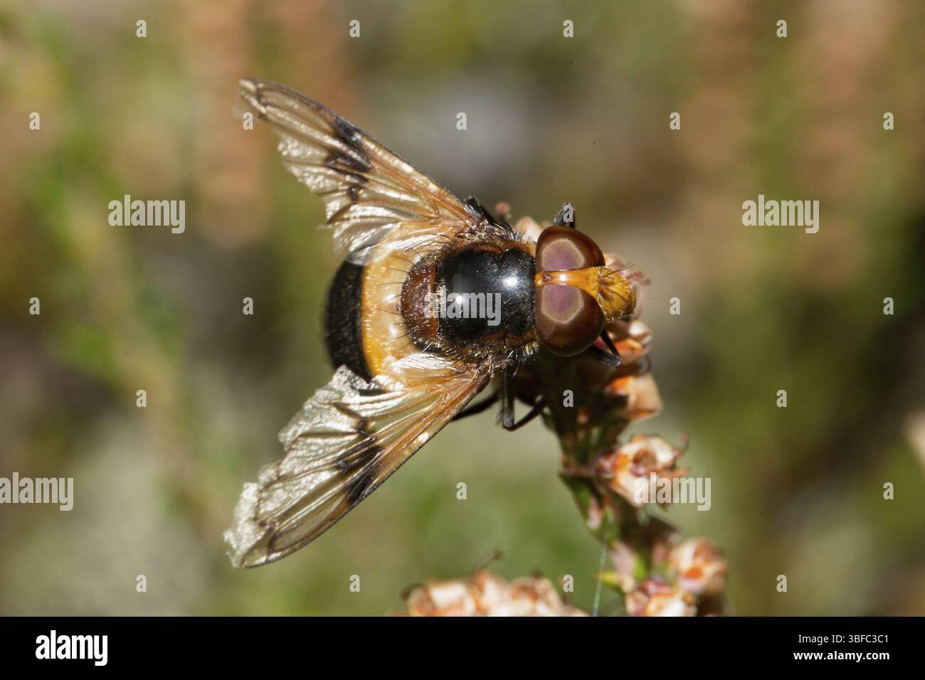 Pelluzid-Fliege (Volucella pellucens) Stockfoto