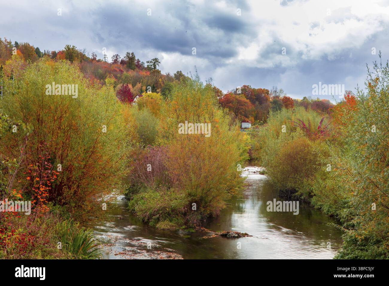 Herd im Herbst Stockfoto