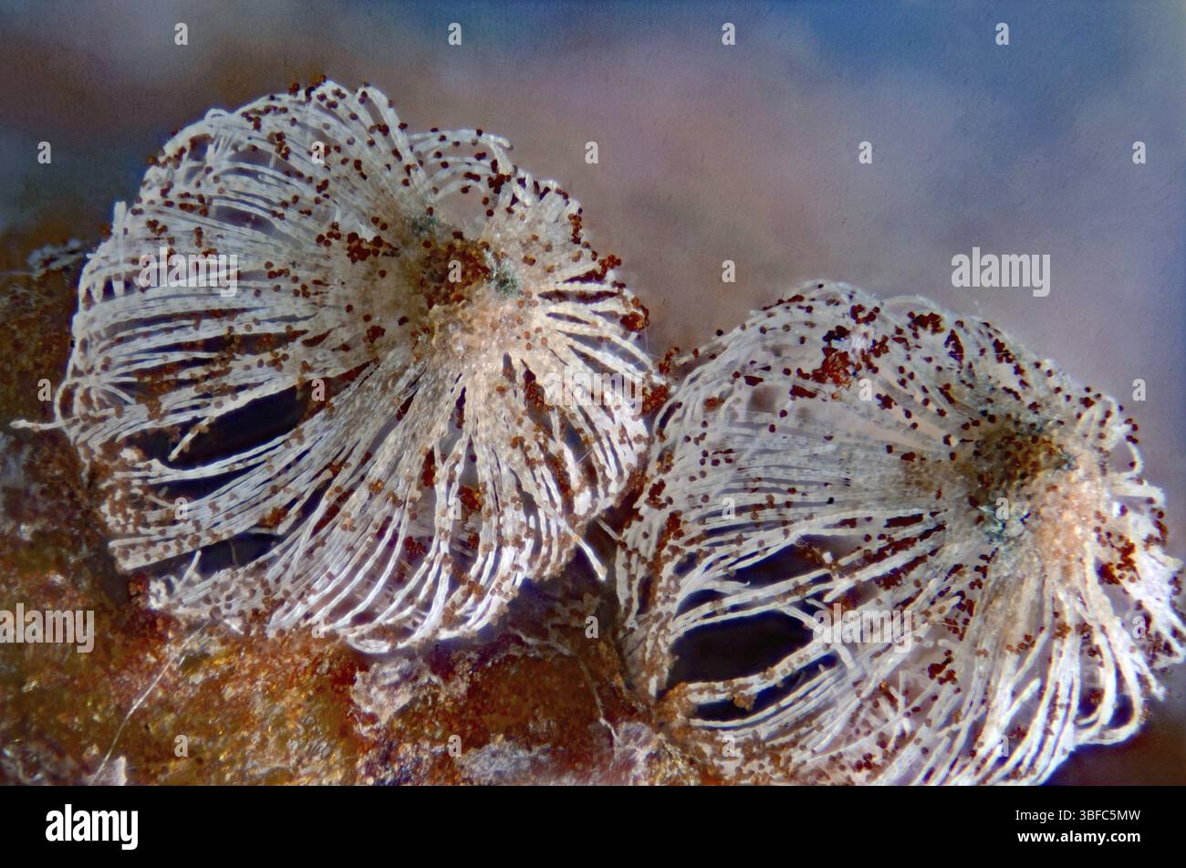 Birnenrost Wintersporenlager 25x (Gymnosporangium fuscum) Stockfoto