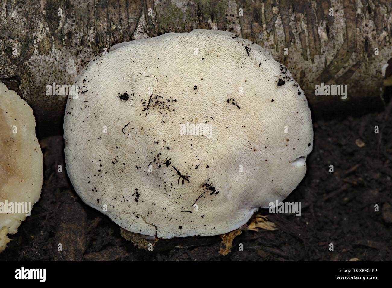 Milky White sap Spore (Oligoporus tephroleucus) Stockfoto
