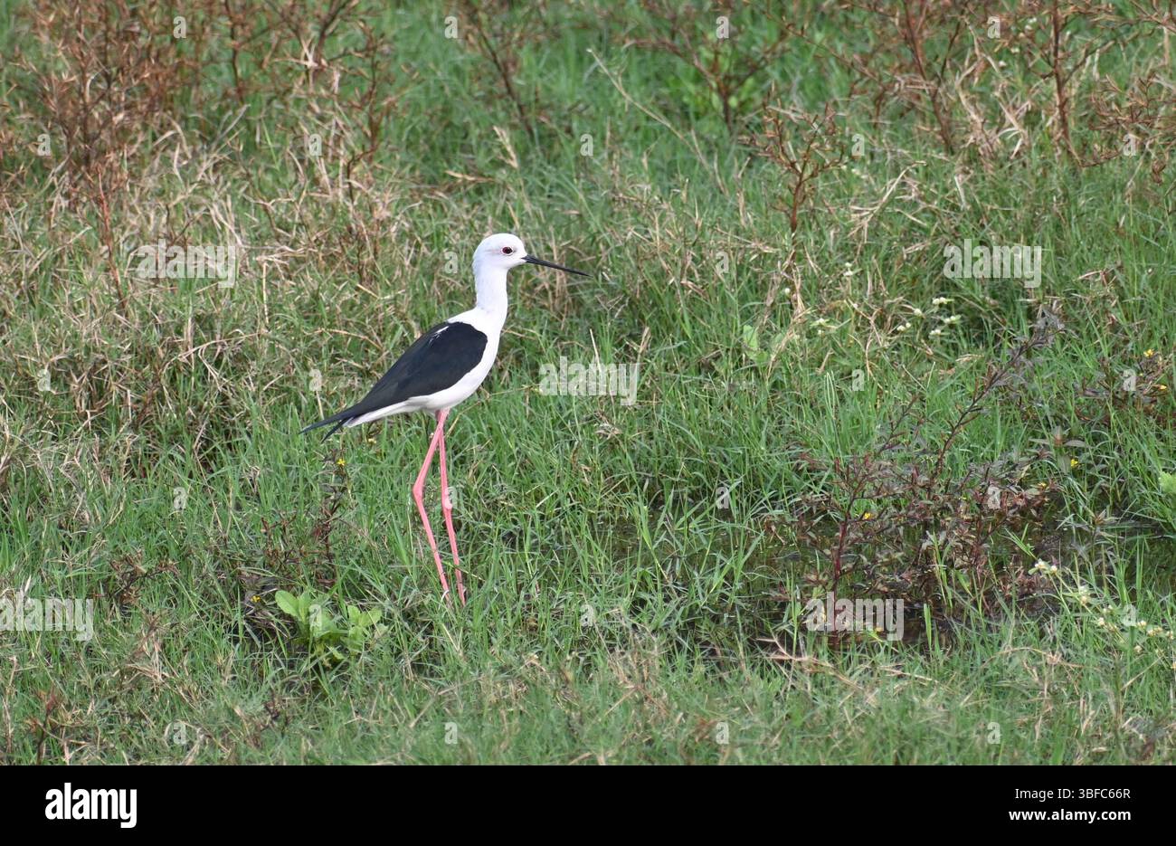 Eine schwarze geflügelte Stelze ist auf der Suche nach Nahrungssuche im üppig grünen, feuchten Außenfeld Stockfoto