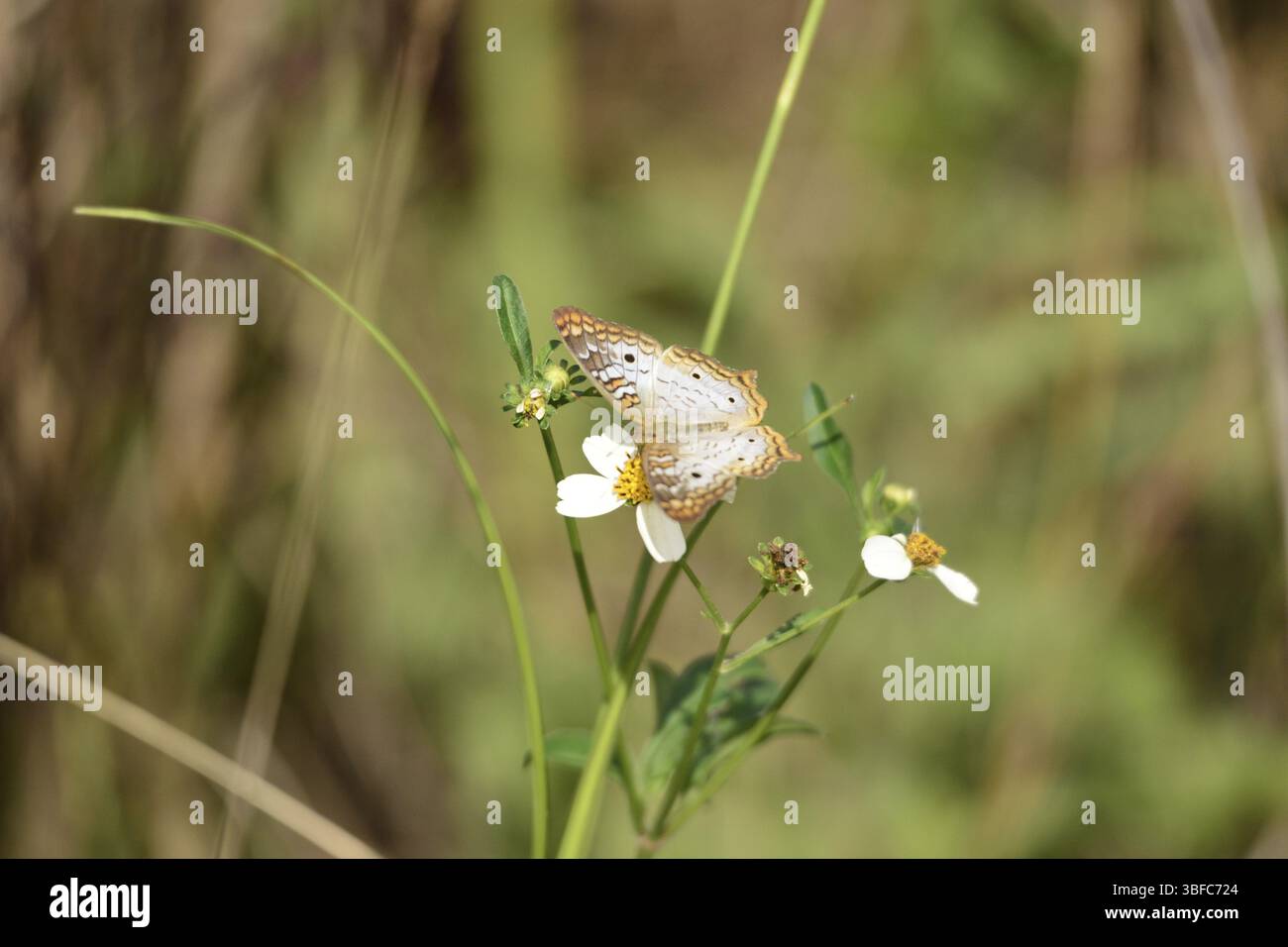 Florida edler Schmetterling mit Krabbenspinne (Anartia jatrophae) Stockfoto