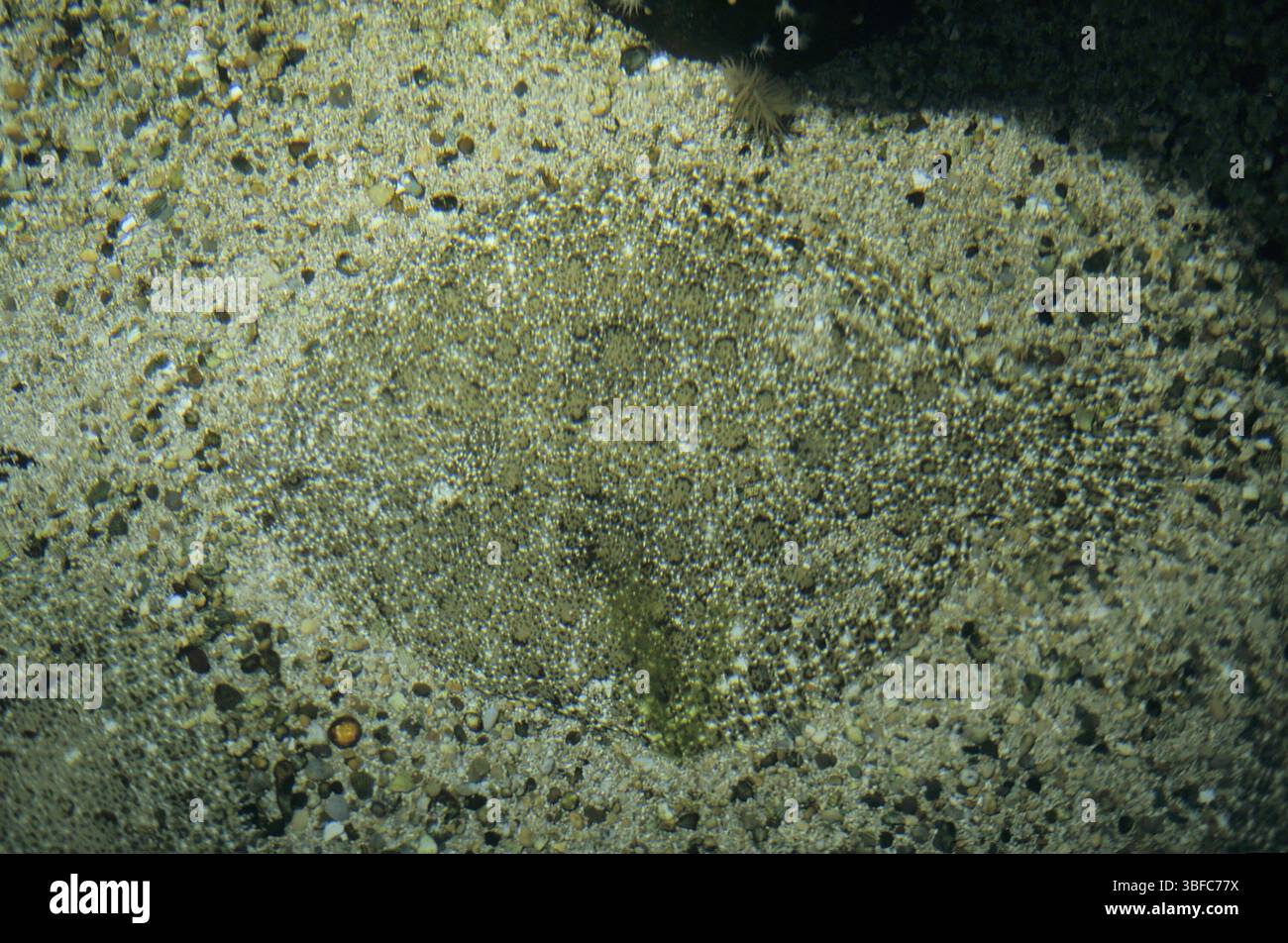 Steinbutt (Scophthalmus rhombus) Stockfoto