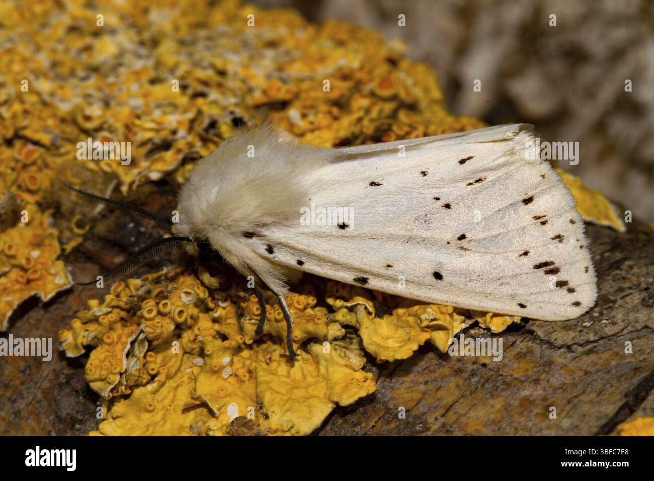 Weißes Hermelin (Spilosoma lubricipeda) Stockfoto