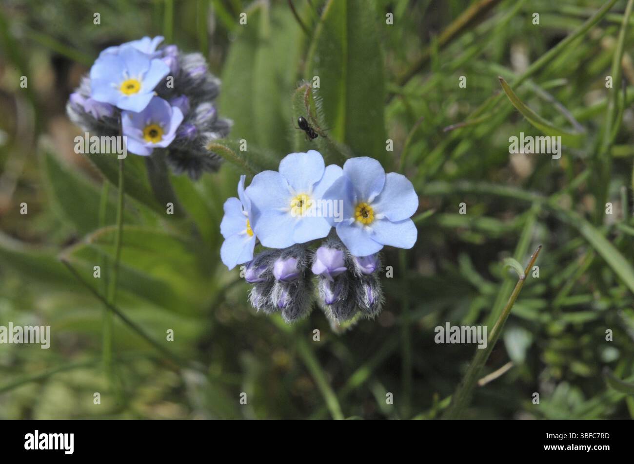 Alpine Forget-Me-Not (Myosotis alpestris) Stockfoto