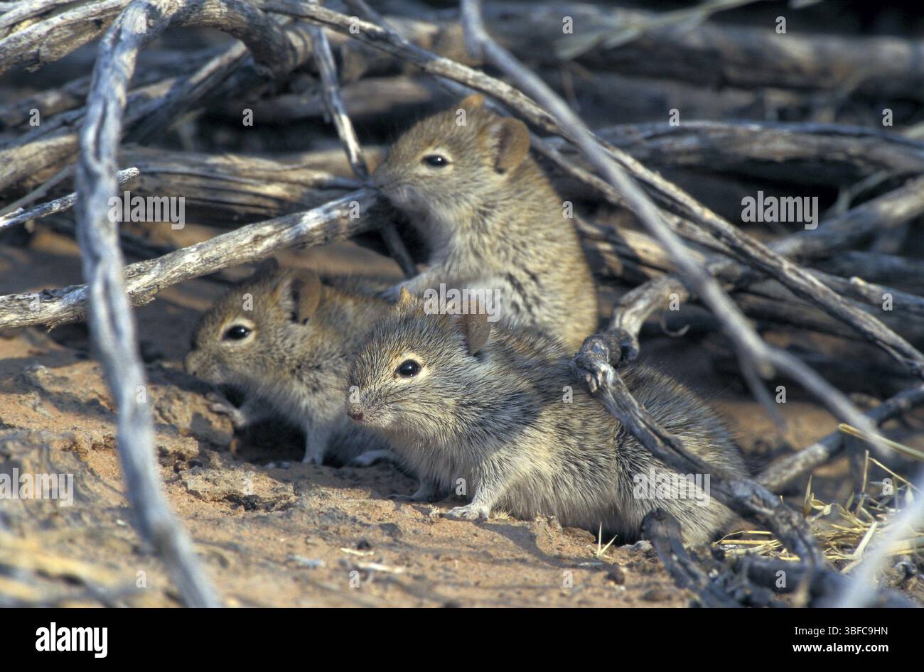 Gestreifte Maus (Rhabdomys pumilio) Stockfoto