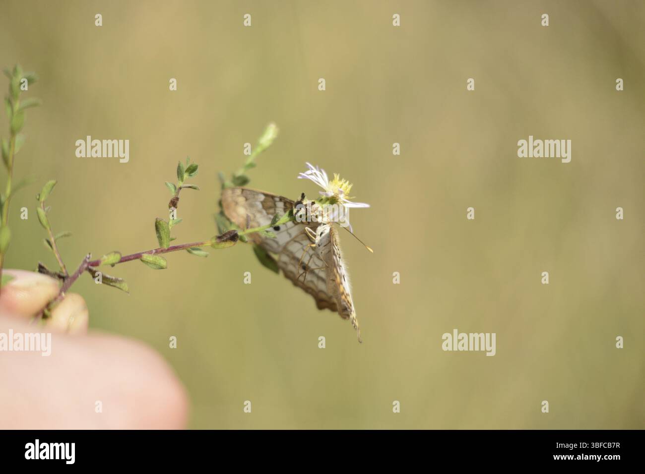 Florida edler Schmetterling mit Krabbenspinne (Anartia jatrophae) Stockfoto
