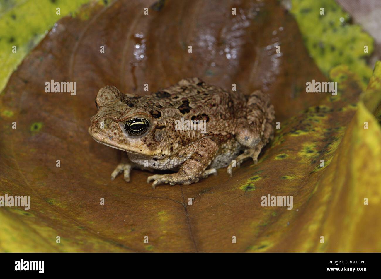 Junge aga-Kröte (Chaunus marinus) Stockfoto
