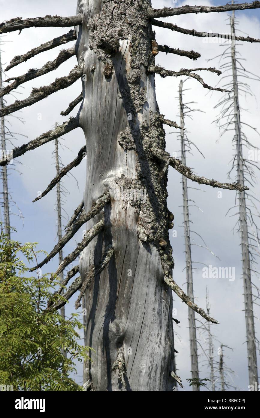 Waldrückgang auf der Lusen Stockfoto