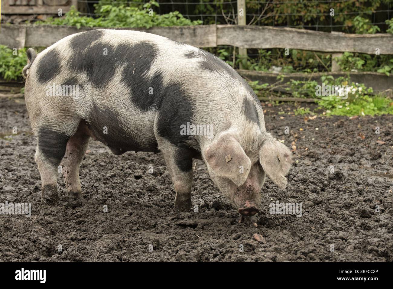 Farbenfrohe Bentheimer-Schwarzpastete Stockfoto
