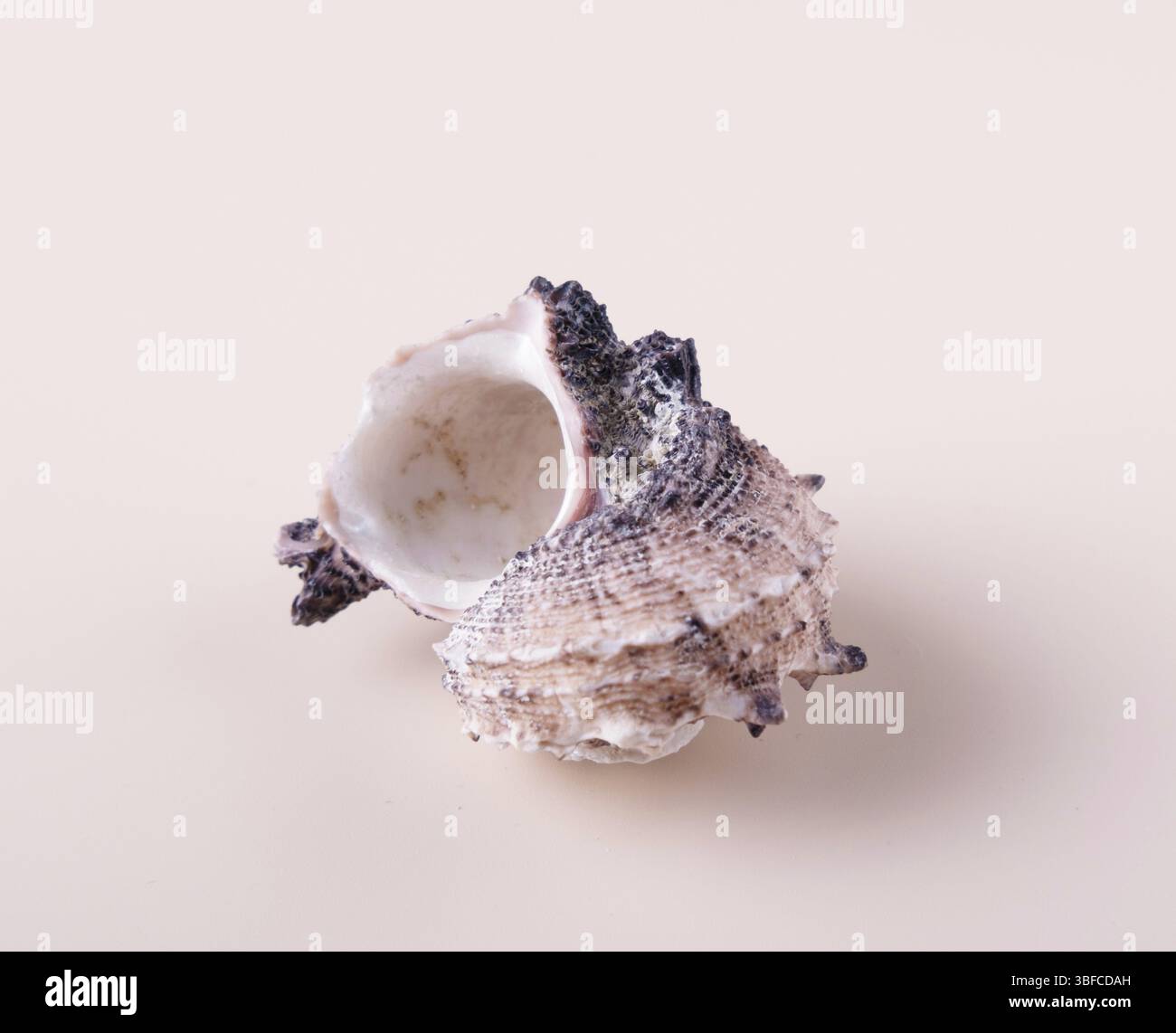 Rosafarbene Muschel mit schwarzen Streifen isoliert auf hellem Hintergrund, selektiver Fokus Stockfoto