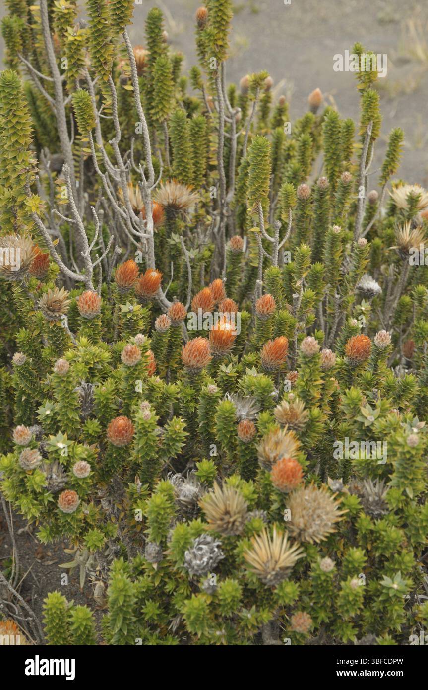 Blume des Andenkletters (Chuquiraga jussieui) Stockfoto