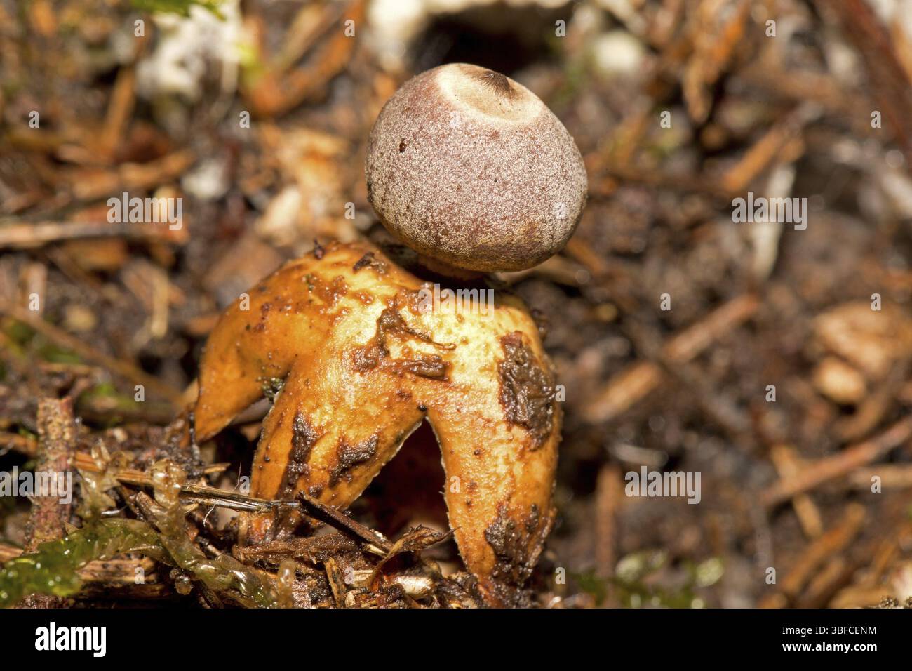Kleiner Niststern (Geastrum quadrifidum) Stockfoto