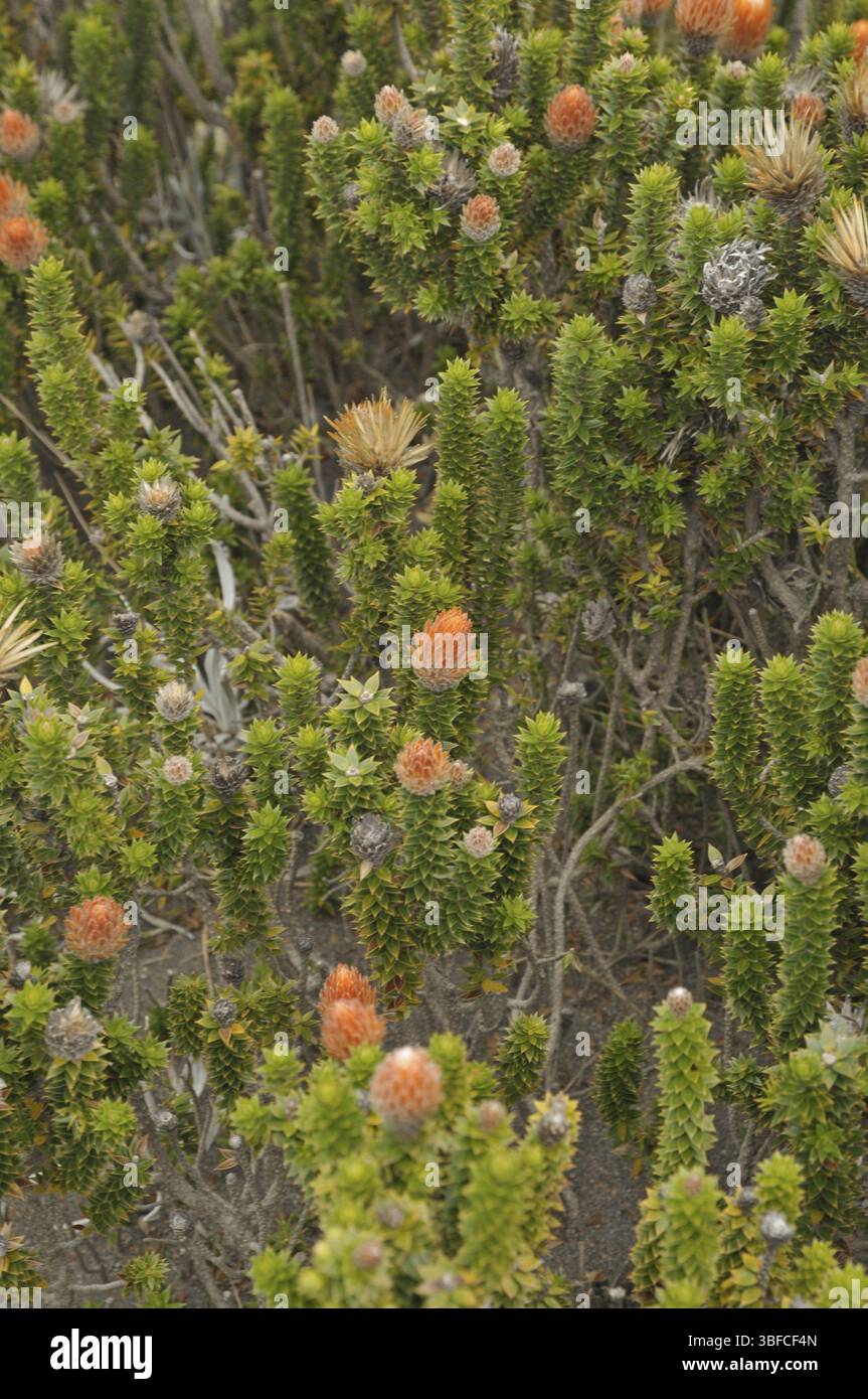 Blume des Andenkletters (Chuquiraga jussieui) Stockfoto