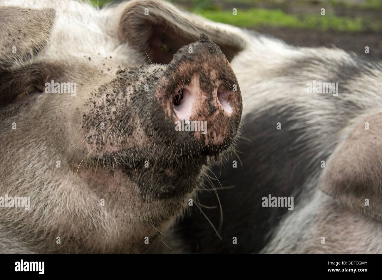 Farbenfrohe Bentheimer-Schwarzpastete Stockfoto