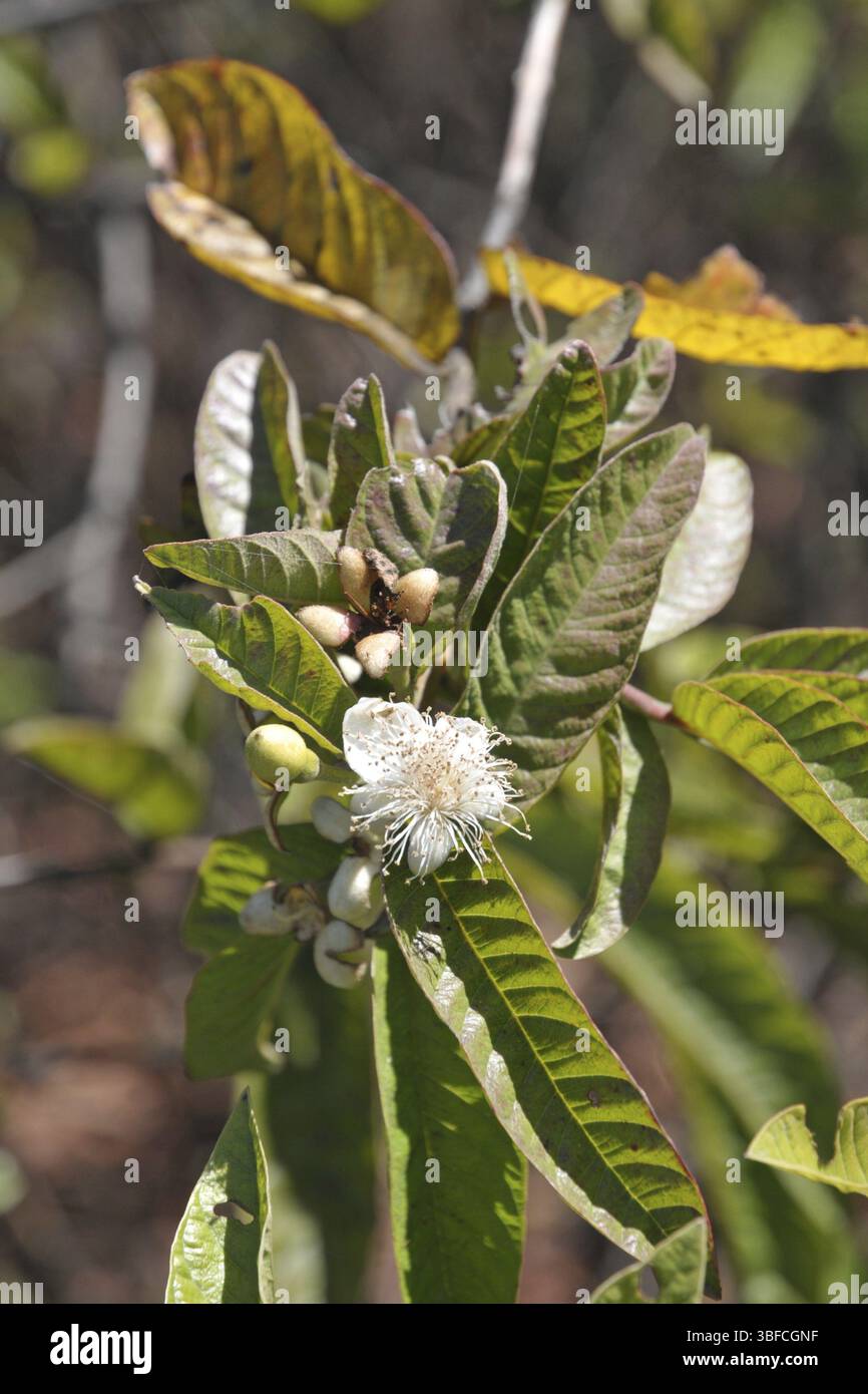 Guave (Guave Guajava) Stockfoto