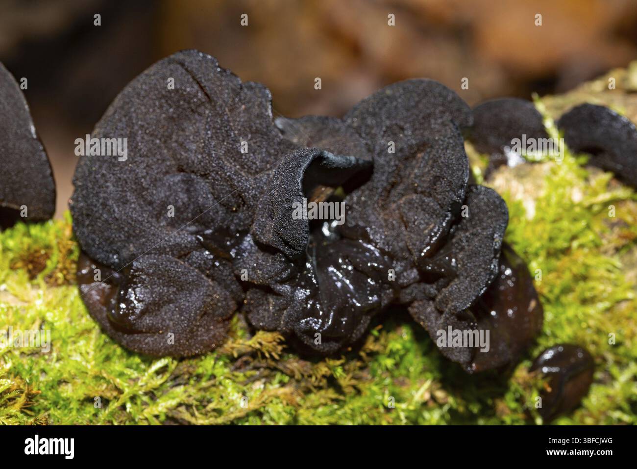 Schwarze Hexenbutter (Exidia glandulosa) Stockfoto