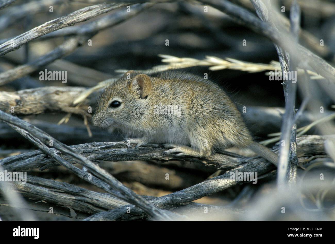 Gestreifte Maus (Rhabdomys pumilio) Stockfoto