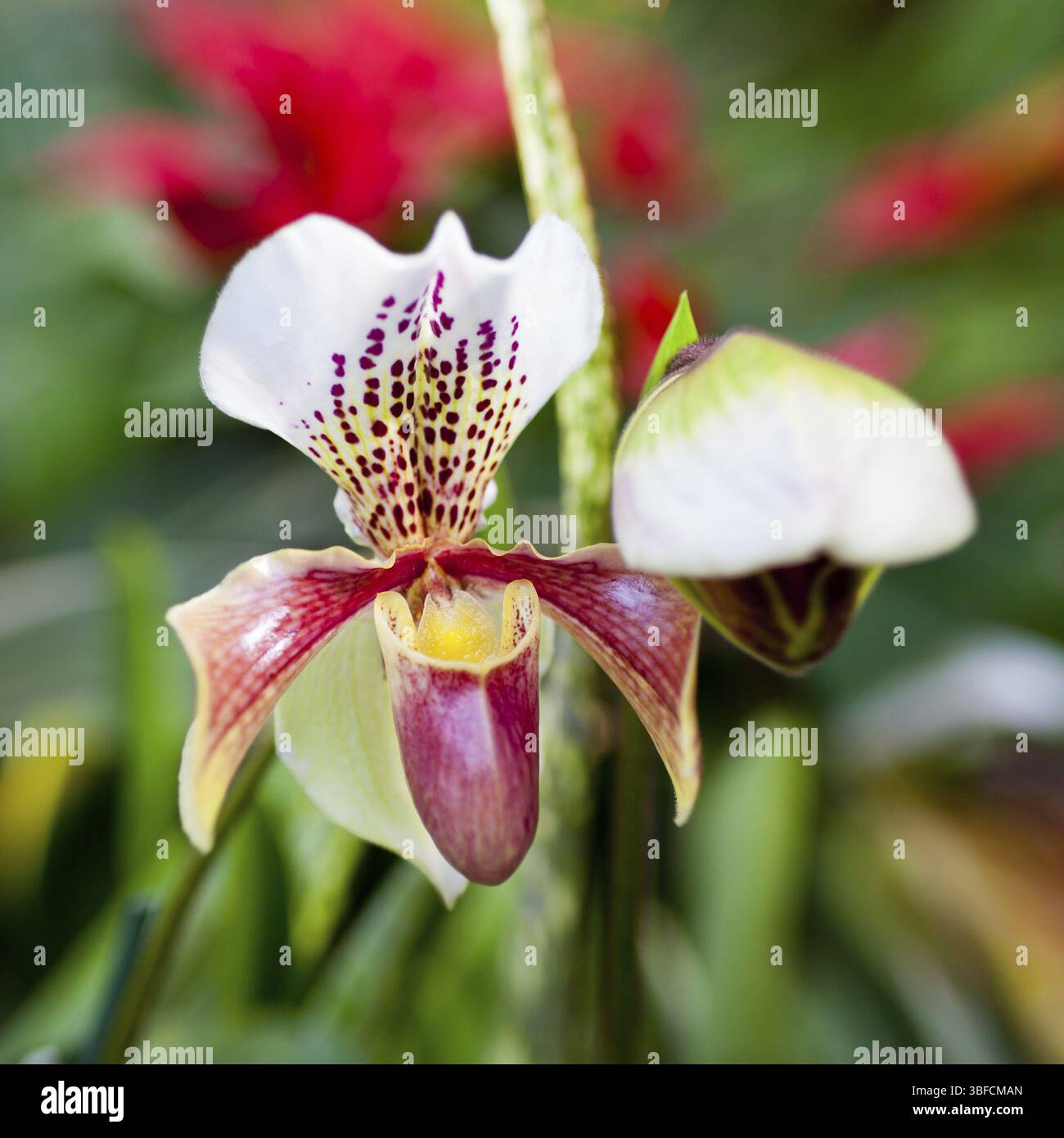 Rosa Orchidee blüht auf Blätter Hintergrund. Quadratische Schuss Stockfoto