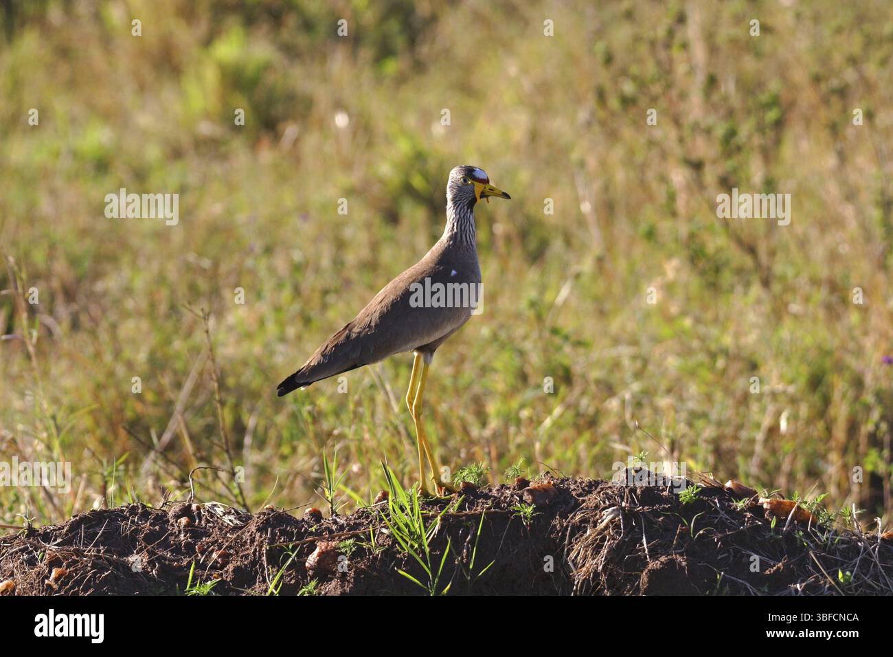 Senegal Lapwing (Vanellus senegallus) Stockfoto