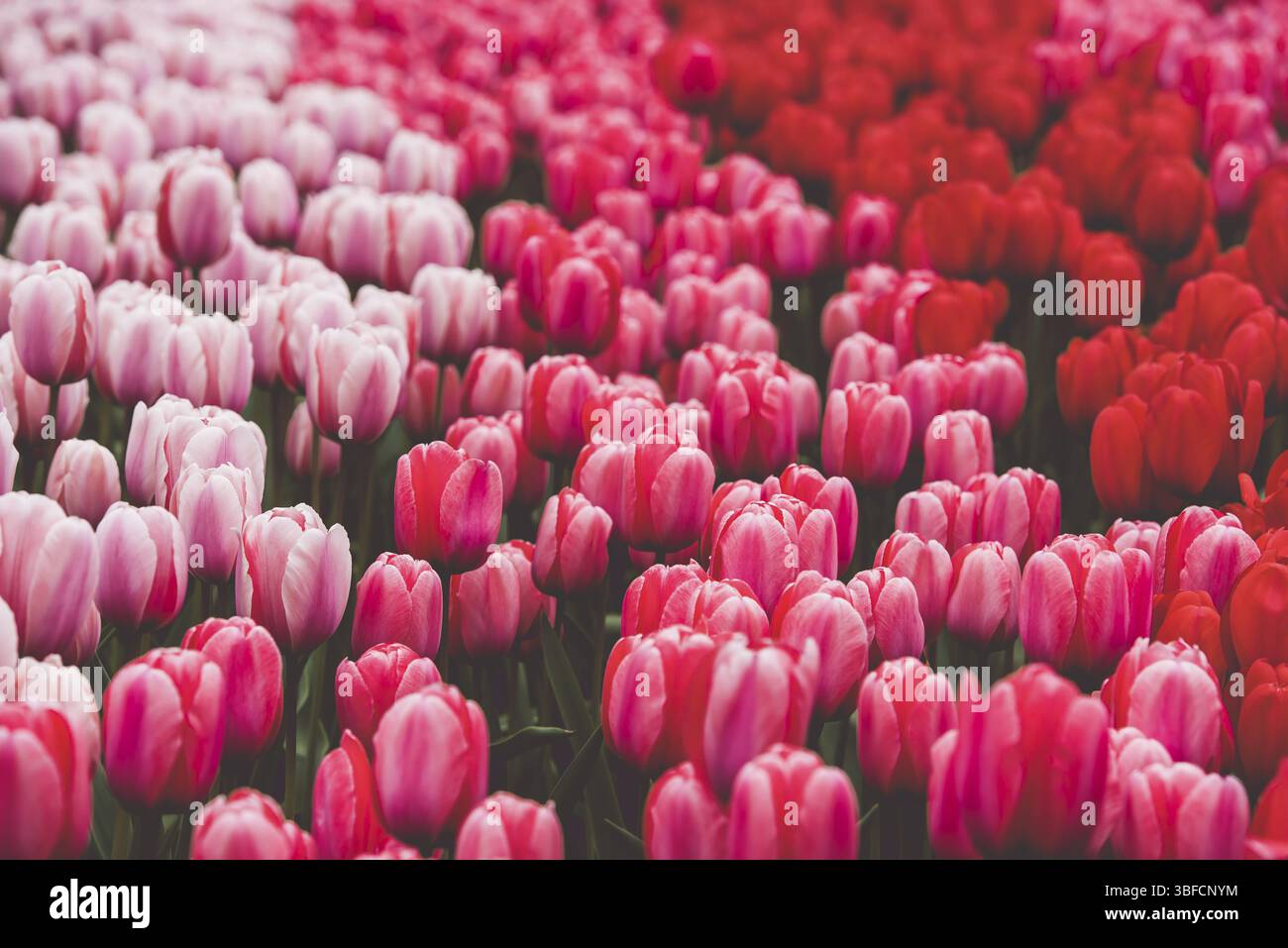 Bunte Tulpen Feld in den Niederlanden. Horizontale Schuß Stockfoto