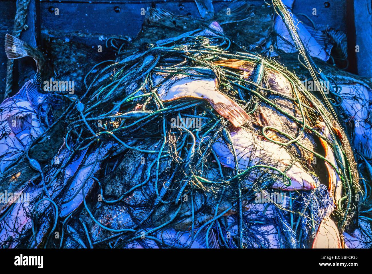 Flachfische in einem Netz in einem alten hölzernen Fischerboot Stockfoto