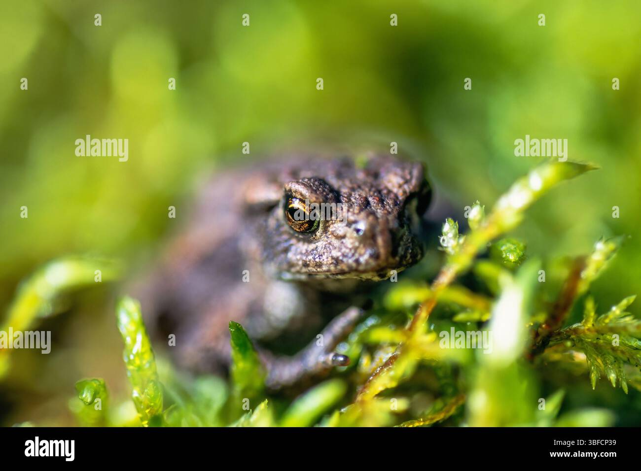 Kröte in Nahaufnahme auf grünem Moos und Sonnenschein Stockfoto